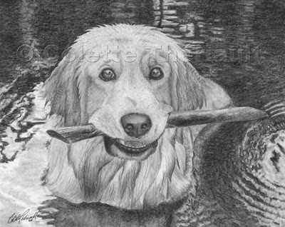 400x318 artful pencil drawings - Golden Retriever Pencil Drawing