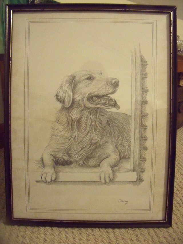 640x853 framed signed c varley pencil sketch of golden retriever for sale - Golden Retriever Pencil Drawing