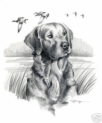332x400 golden retriever art print dog pencil drawing x - Golden Retriever Pencil Drawing