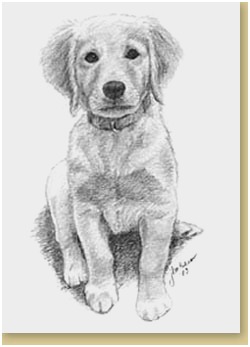250x347 Golden Retever Pencil Drawing Cartoon - Golden Retriever Pencil Drawing
