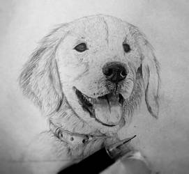 271x250 golden retriever - Golden Retriever Pencil Drawing