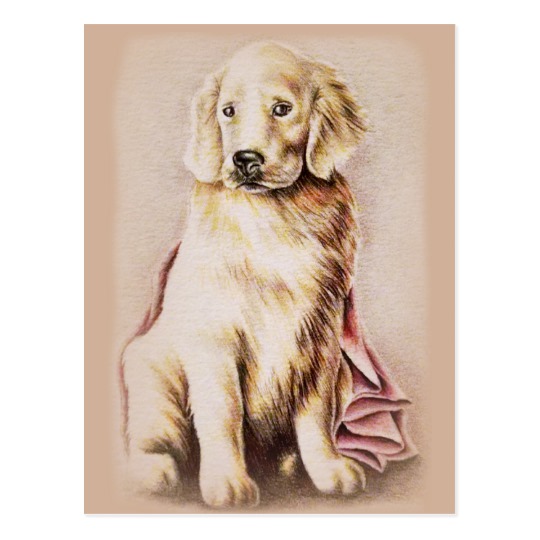 540x540 Golden Retriever Puppy Dog Pet Portrait Drawing Postcard - Golden Retriever Puppy Drawing