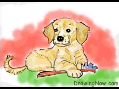 480x360 How To Draw A Golden Retriever Puppy - Golden Retriever Puppy Drawing