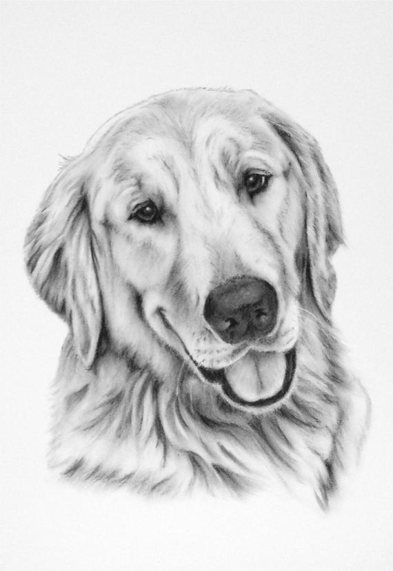 Golden Retriever Puppy Drawing at PaintingValley.com | Explore ...