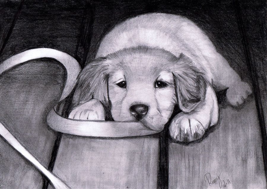 900x636 Golden Retriever Puppy Drawings - Golden Retriever Puppy Drawing