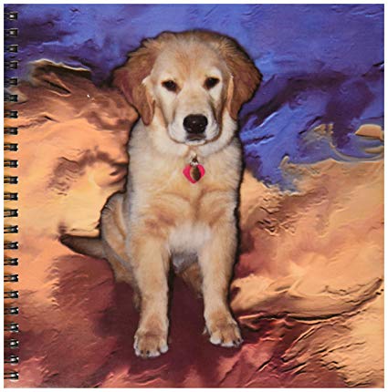 425x430 dogs golden retriever - Golden Retriever Puppy Drawing