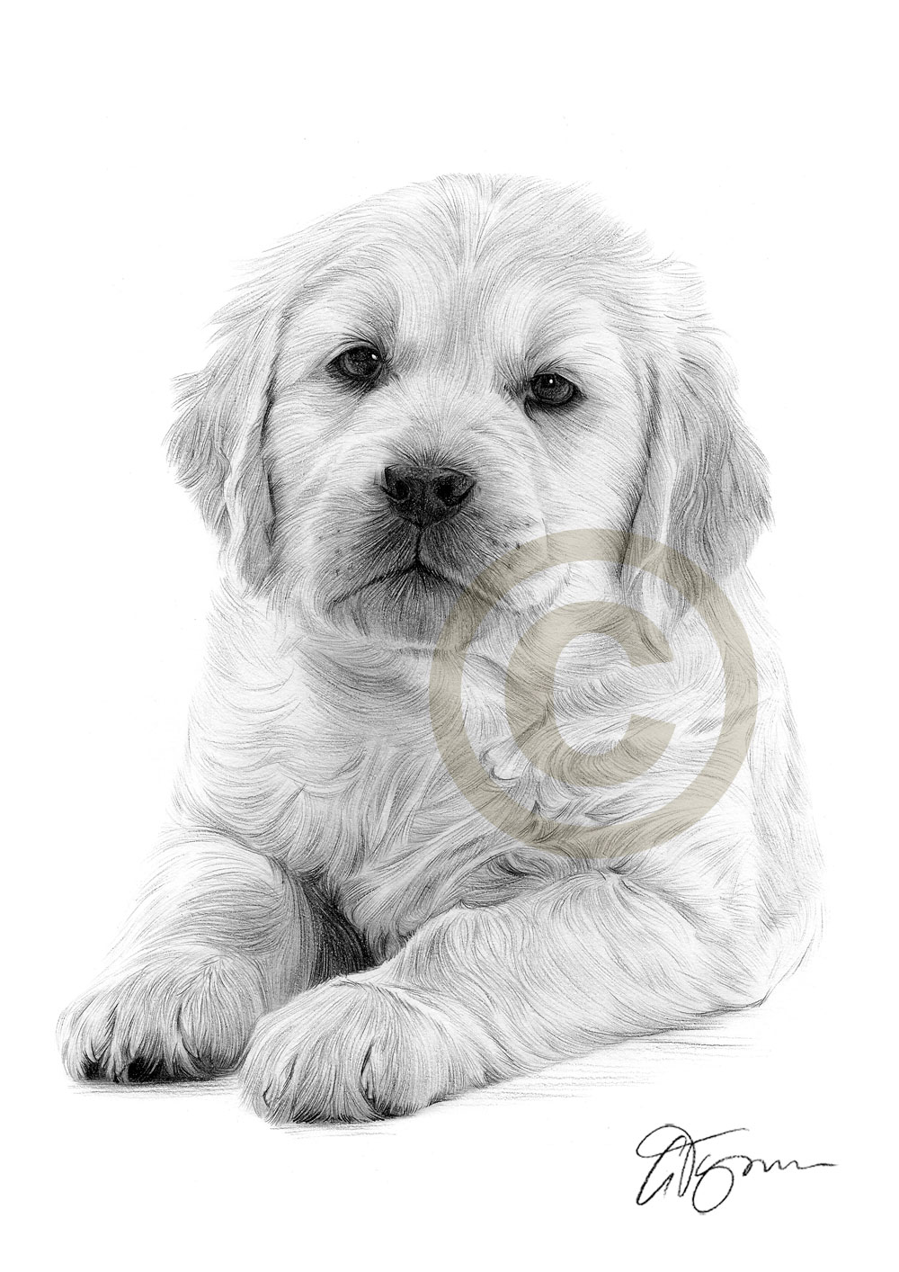 1000x1414 dog golden retriever puppy pencil drawing print only signed - Golden Retriever Puppy Drawing