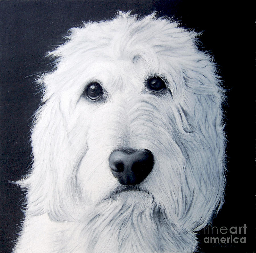 Goldendoodle Drawing at Explore collection of