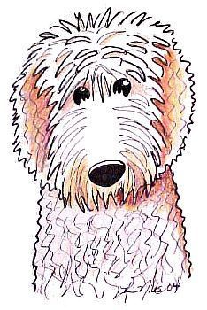 234x350 just color it in with a brown crayon and it's my levi - Goldendoodle Drawing
