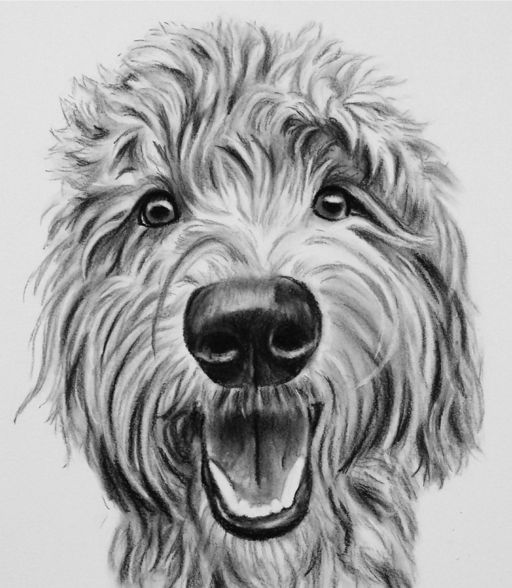 Goldendoodle Drawing at Explore collection of