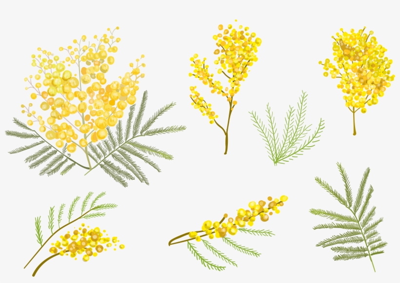 820x581 Goldenrod Drawing Watercolor - Goldenrod Drawing