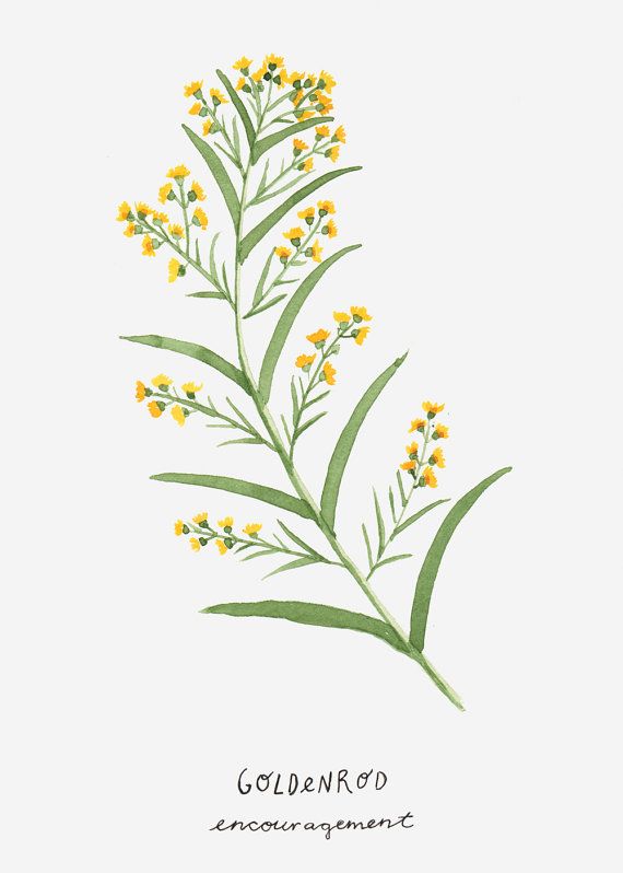 570x798 Goldenrod Encouragement Flower Language Art - Goldenrod Drawing