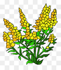260x300 Goldenrod Png - Goldenrod Drawing