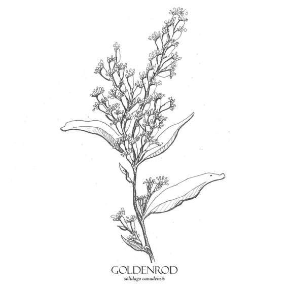 570x570 Goldenrod Print, Botanical Illustration, Wall Art, Flower Art - Goldenrod Drawing