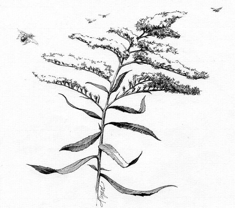 750x663 Goldenrod The Everything, Everywhere Flower The Outside Story - Goldenrod Drawing