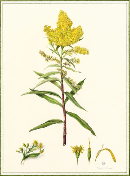 450x611 Goldenrod For Botanical Style Tattoo Reference Nebraska - Goldenrod Drawing