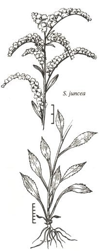 204x516 Goldenrods Of The Ottawa Region Ofnc - Goldenrod Drawing