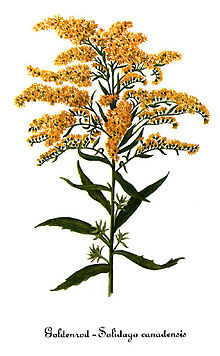 220x356 kathyinozarks pages goldenrod versus ragweed - Goldenrod Drawing