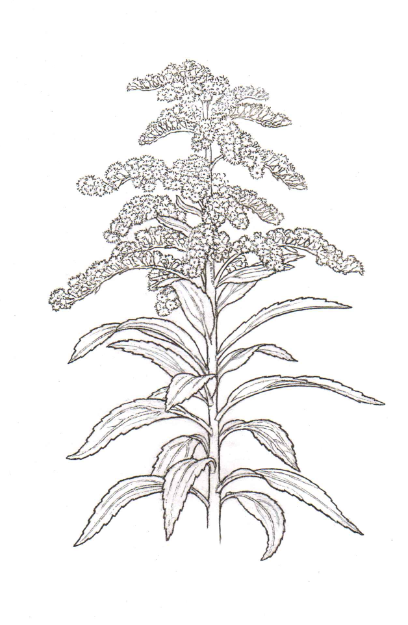 408x625 Kentucky Goldenrod Flower Sketch There Is That In The Glance - Goldenrod Drawing