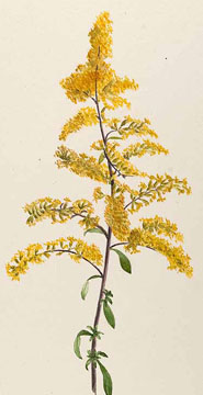 185x360 old field goldenrod seeds from alchemy works - Goldenrod Drawing