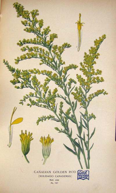 400x663 on goldenrodand honeybees albert r mann library - Goldenrod Drawing