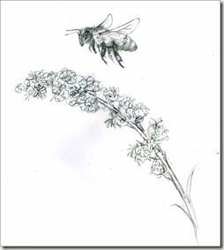 254x283 pencil and leaf marty's honey bee and a goldenrod stem - Goldenrod Drawing