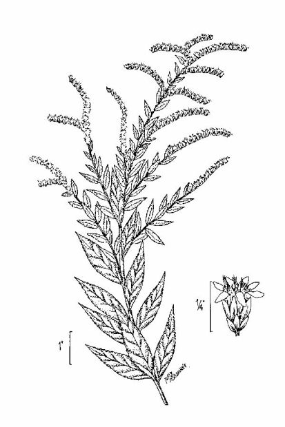 413x620 Photo Gallery - Goldenrod Drawing