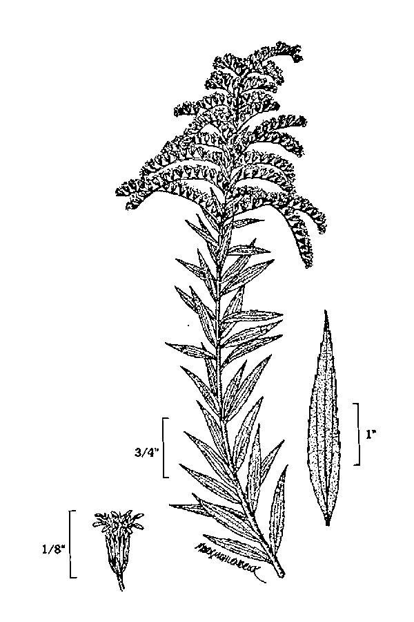 600x900 Plants Profile For Solidago Canadensis - Goldenrod Drawing