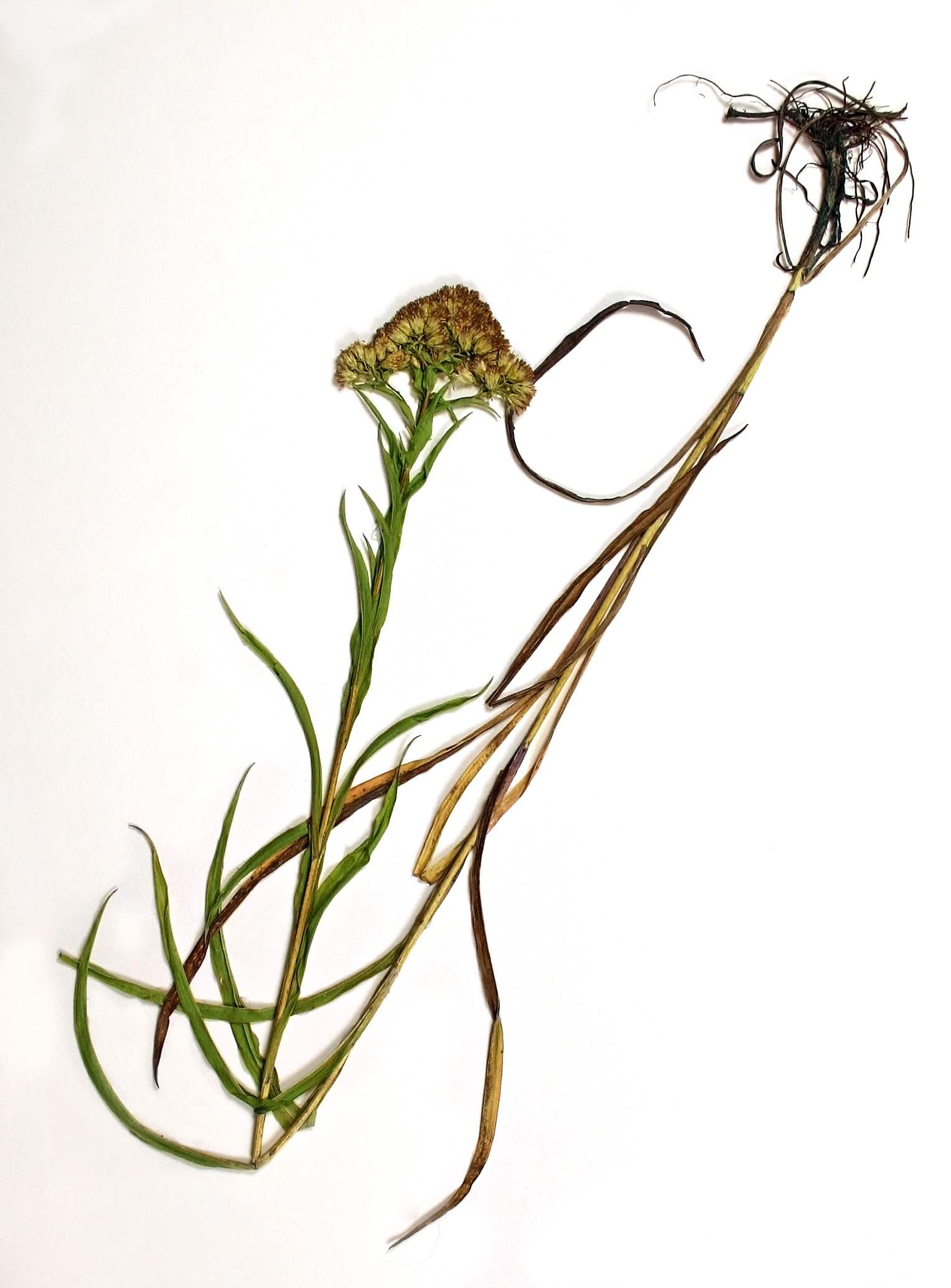 1528x2069 Riddell's Goldenrod - Goldenrod Drawing