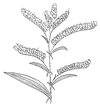 322x350 Solidago Juncea, Early Goldenrod - Goldenrod Drawing