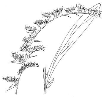 350x329 Solidago Nemoralis, Gray Goldenrod - Goldenrod Drawing