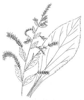 295x350 Solidago Patula Var Patula, Roundleaf Goldenrod - Goldenrod Drawing