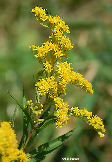 381x550 Giant Goldenrod, Solidago Gigantea Aiton - Goldenrod Drawing
