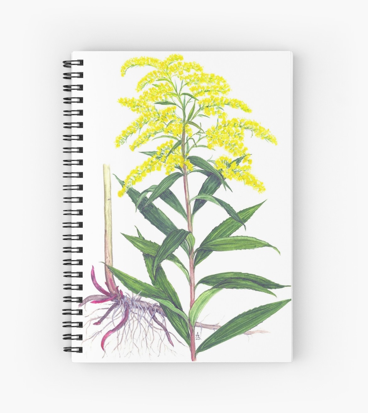 Goldenrod Drawing at Explore collection of