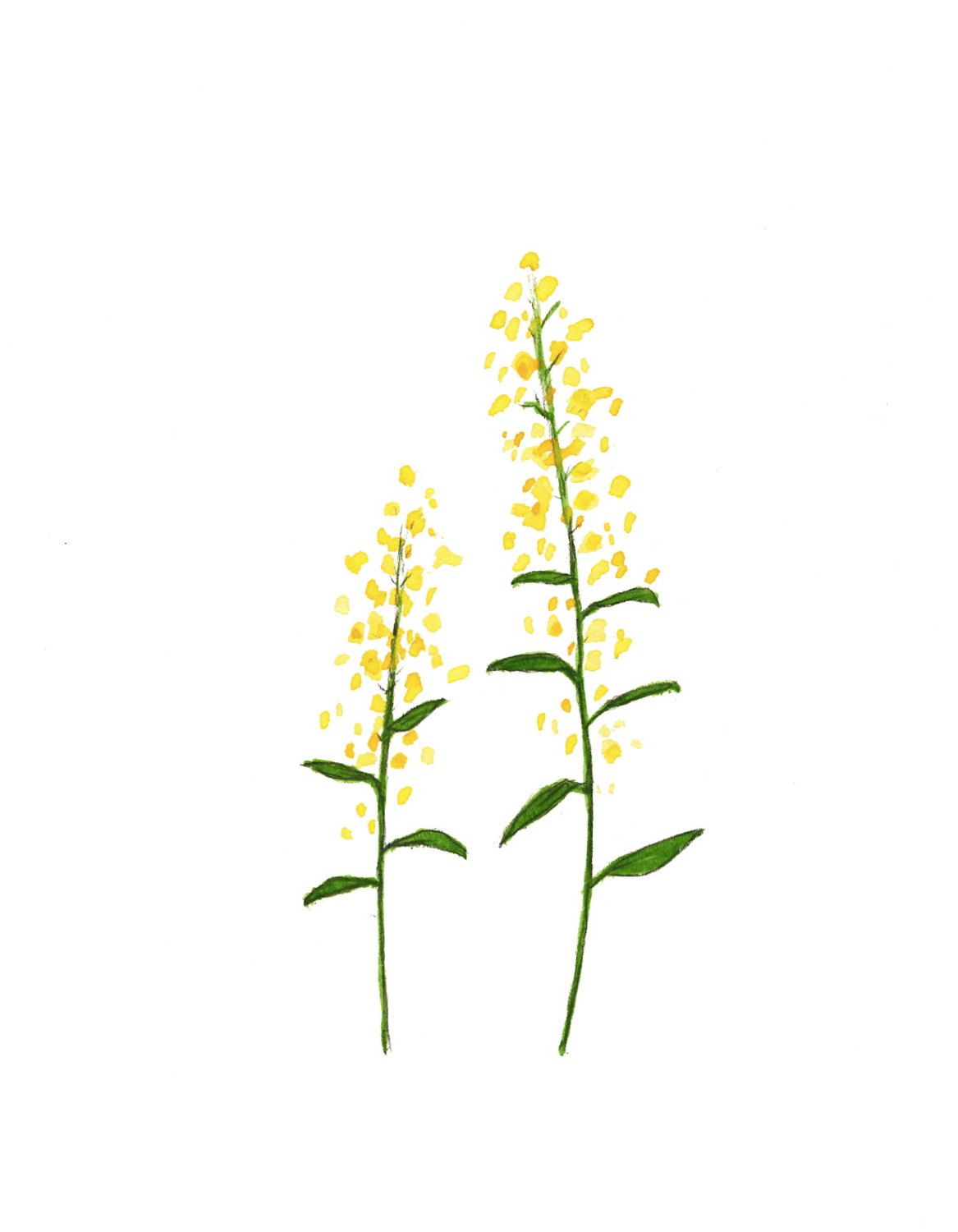 1167x1500 goldenrod art + design watercolor, watercolor paintings, painting - Goldenrod Drawing