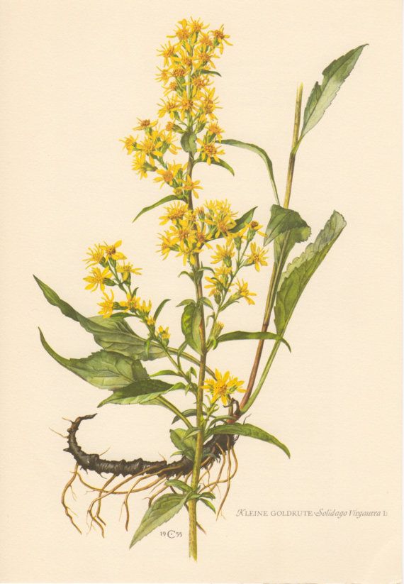 570x823 european goldenrod, botanical print, vintage lithograph - Goldenrod Flower Drawing