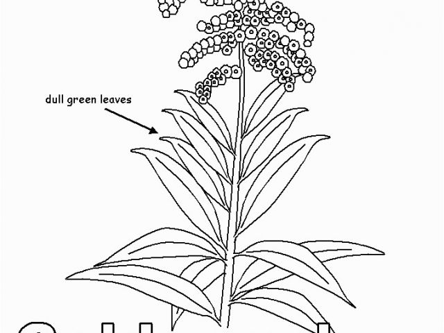 640x480 goldenrod coloring - Goldenrod Flower Drawing