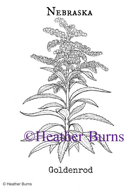 464x640 goldenrod coloring - Goldenrod Flower Drawing