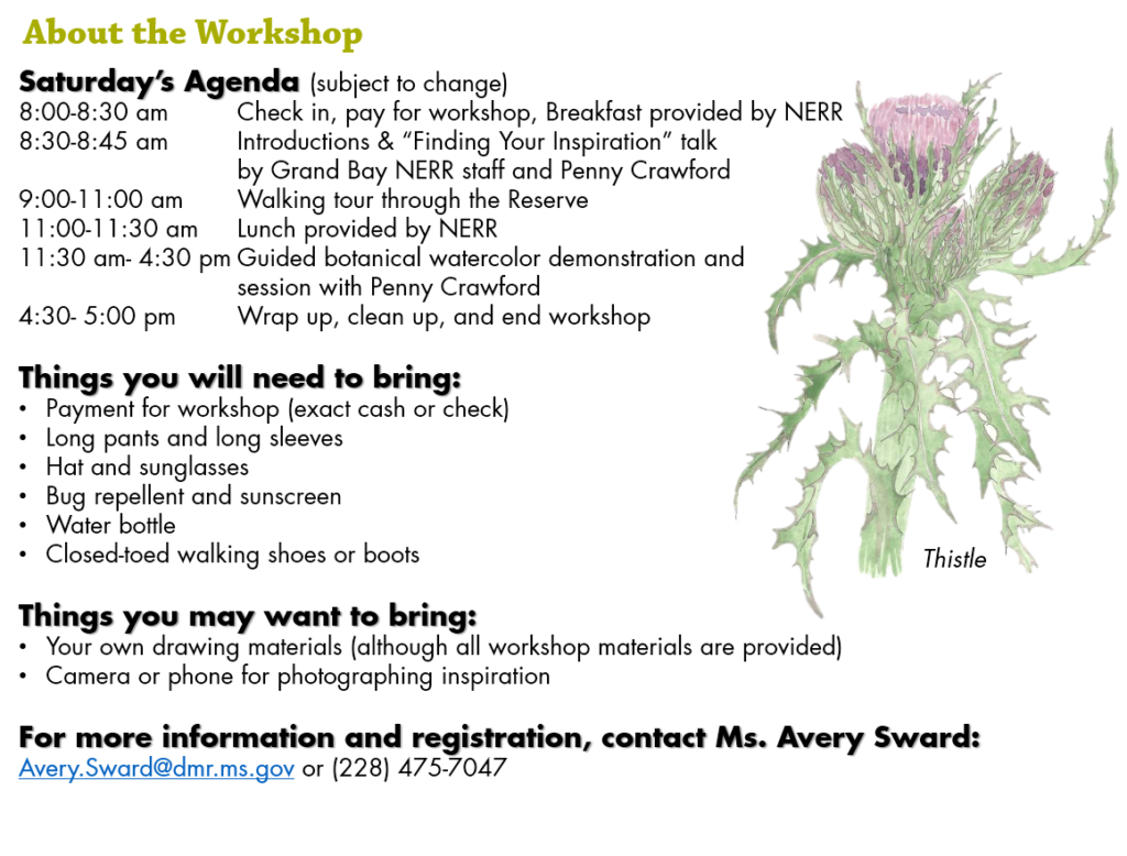 1024x778 goldenrod drawing watercolor transparent png clipart free - Goldenrod Flower Drawing