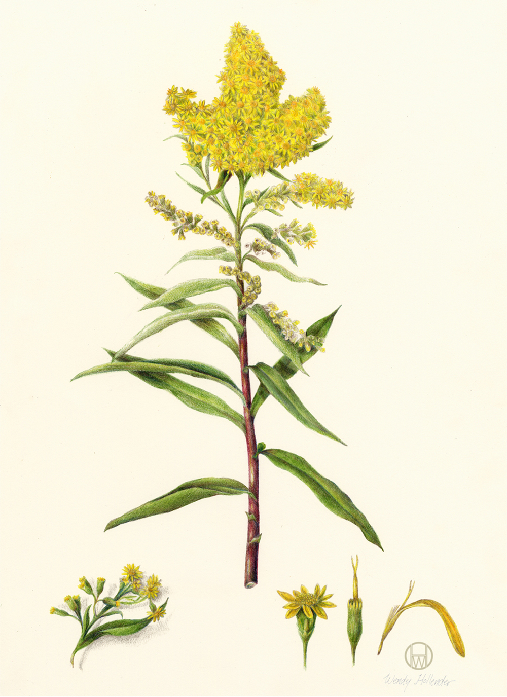 1000x1375 goldenrod flower drawing - Goldenrod Flower Drawing