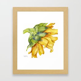 264x264 goldenrod flower framed art prints - Goldenrod Flower Drawing