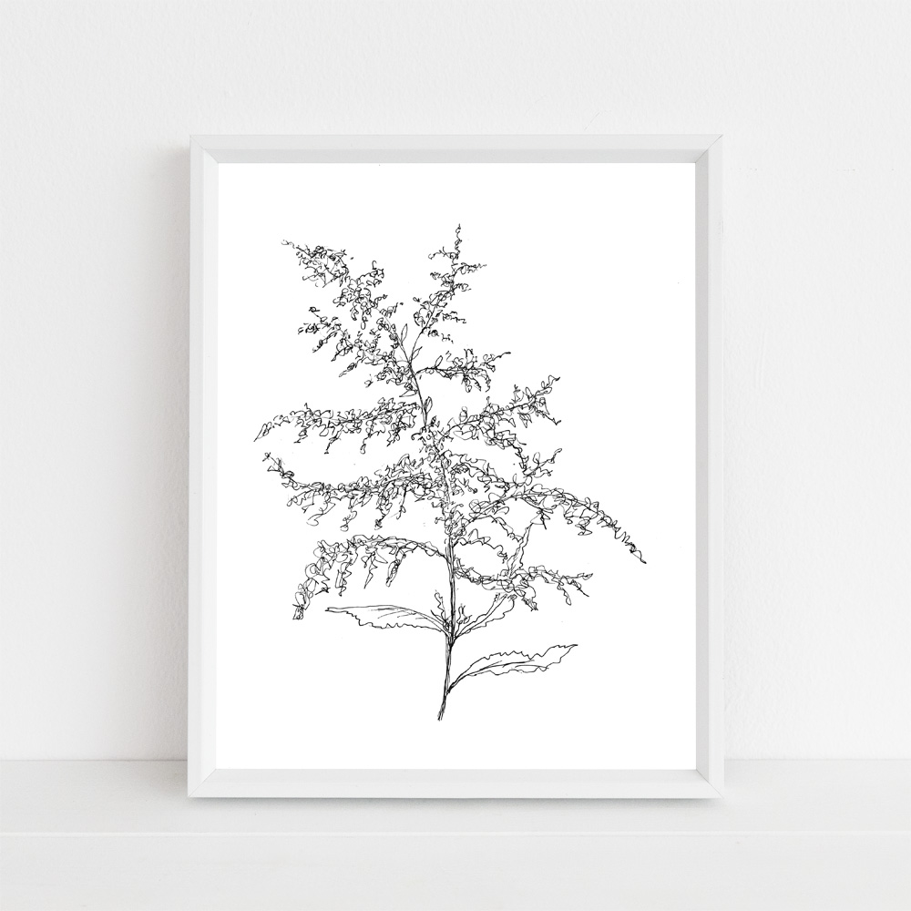 1000x1000 goldenrod kentucky state flower illustration print journey home made - Goldenrod Flower Drawing