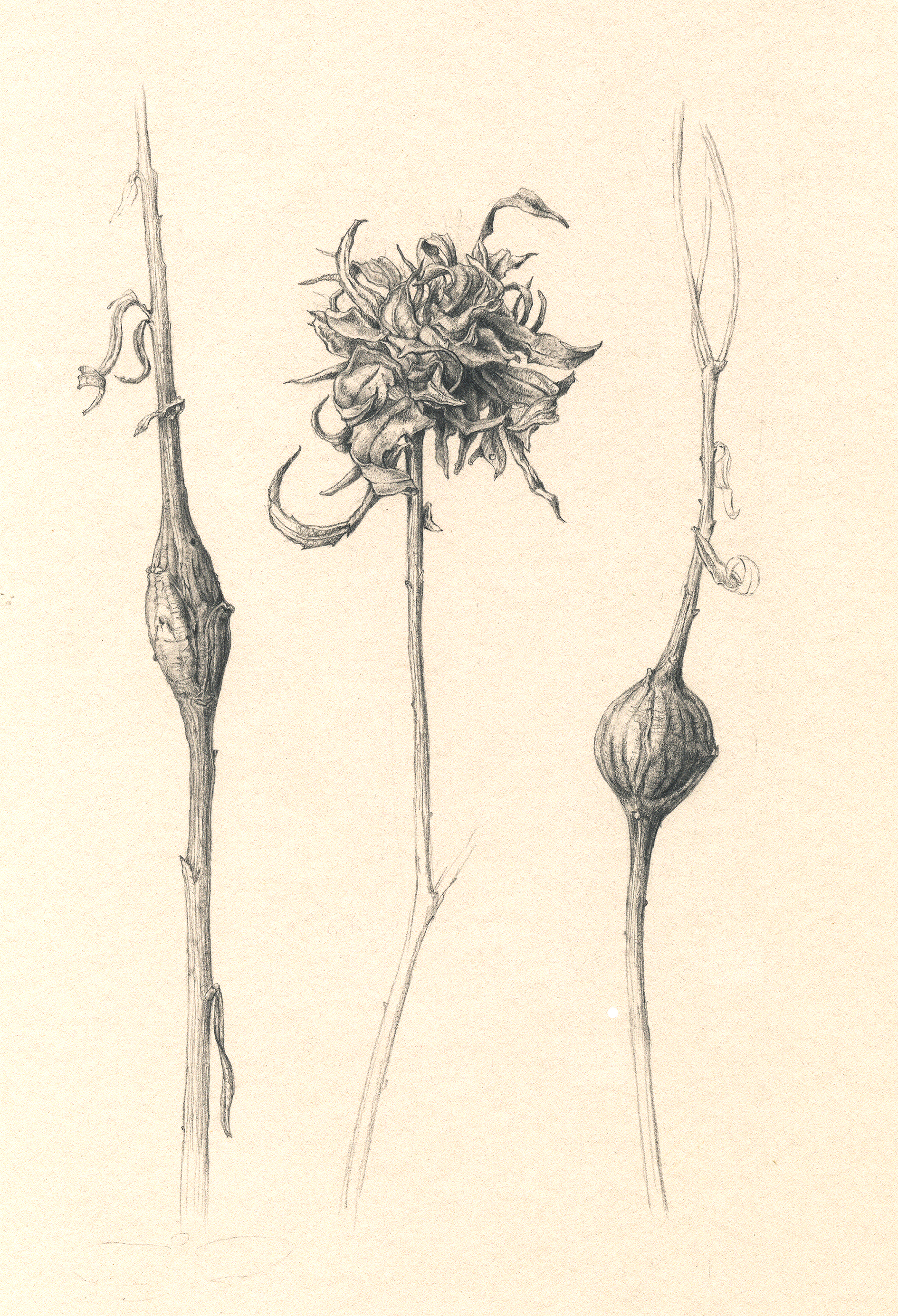 1890x2771 goldenrod galls - Goldenrod Flower Drawing
