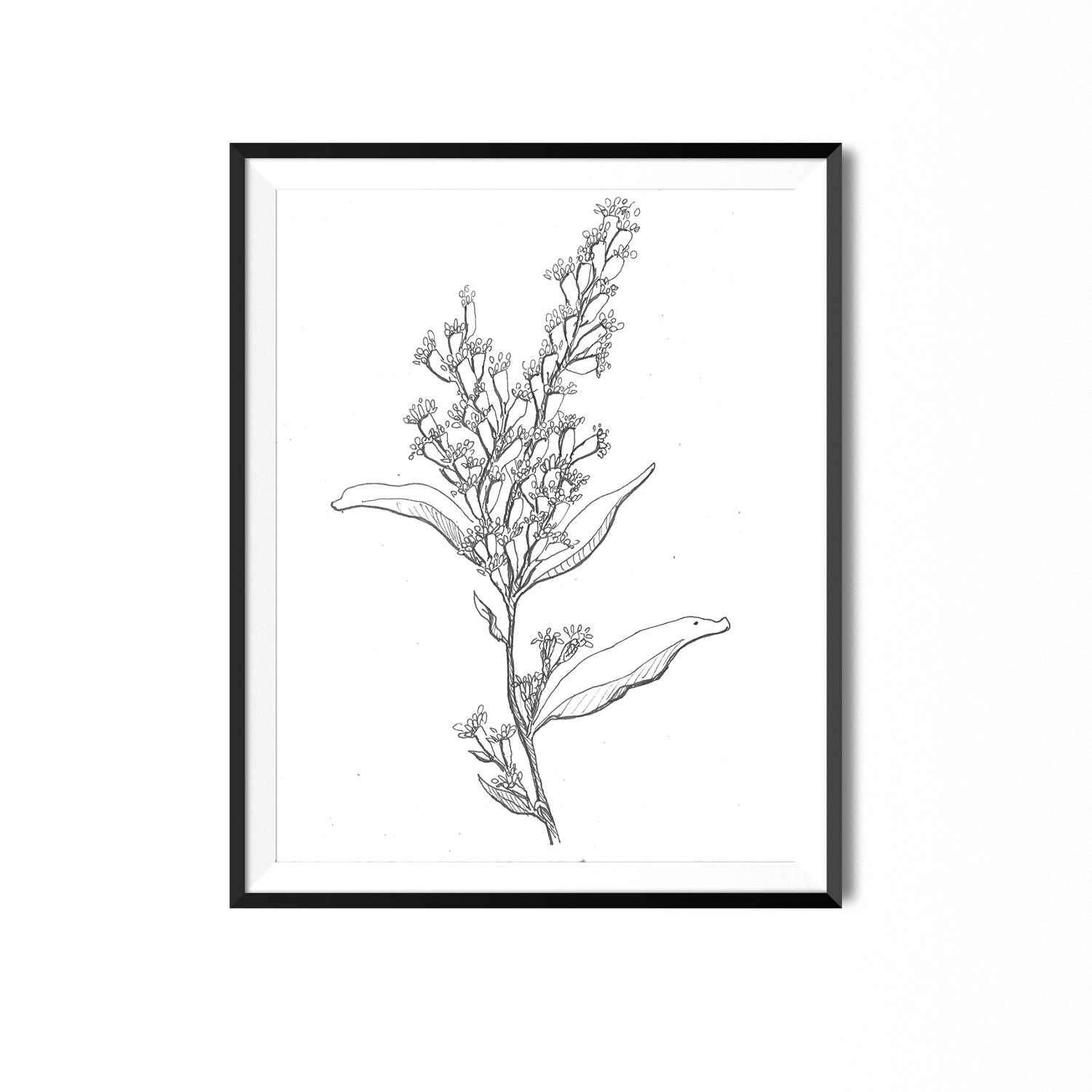 1500x1500 goldenrod print botanical illustration wall art flower art etsy - Goldenrod Flower Drawing