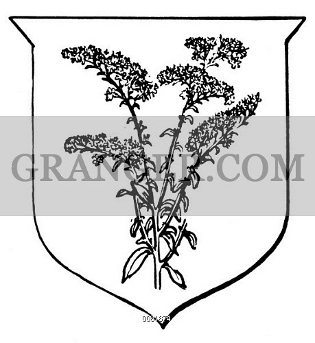 459x500 image of state flower goldenrod - Goldenrod Flower Drawing