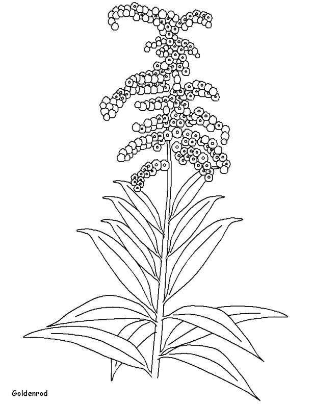 612x792  - Goldenrod Flower Drawing
