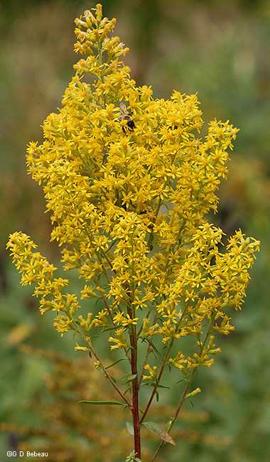 380x650 showy goldenrod, solidago speciosa nutt - Goldenrod Flower Drawing