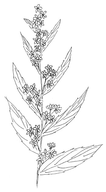350x632 solidago caesia, wreath goldenrod - Goldenrod Flower Drawing