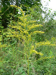 220x293 solidago canadensis - Goldenrod Flower Drawing