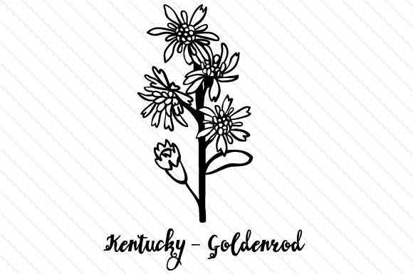 580x386 state flower kentucky goldenrod - Goldenrod Flower Drawing